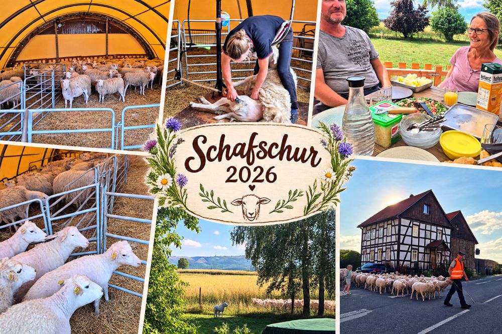 Schafschur2026 HP
