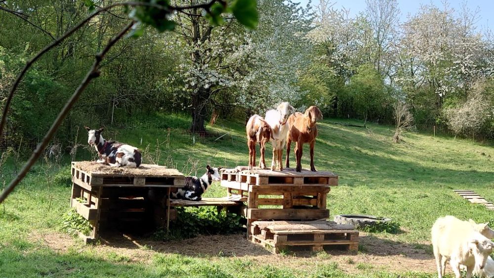 Ziegenspielplatz