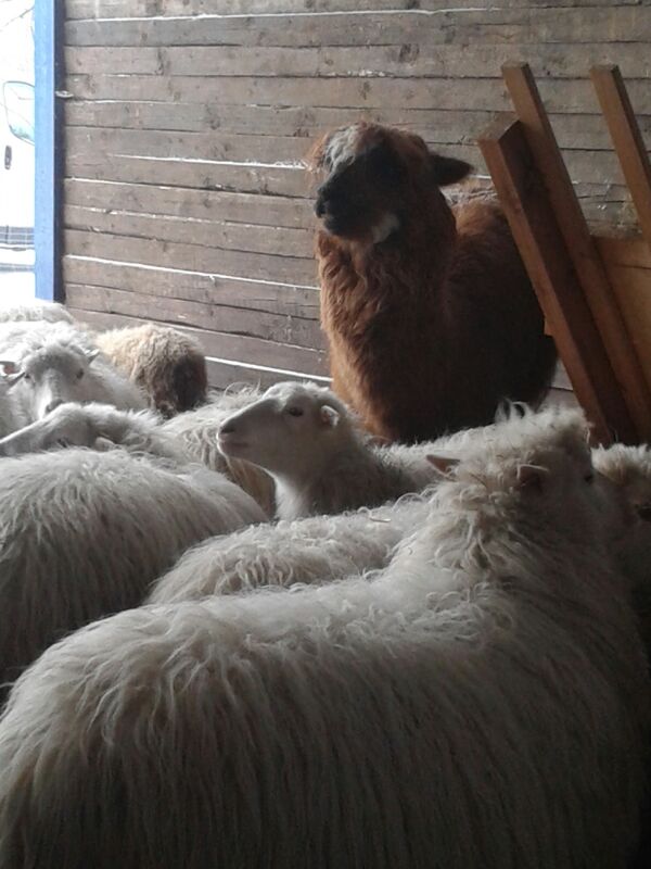 alpaka2