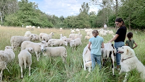 Auszeit bei den Schafen